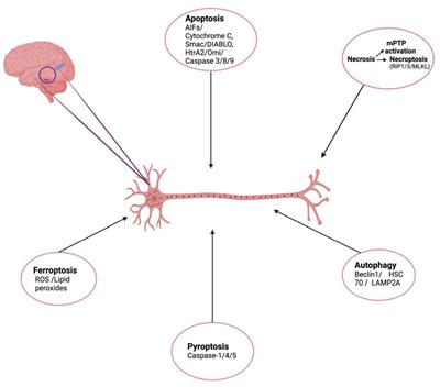 Neuronal cell death mechanisms in Alzheimer’s disease: An insight
